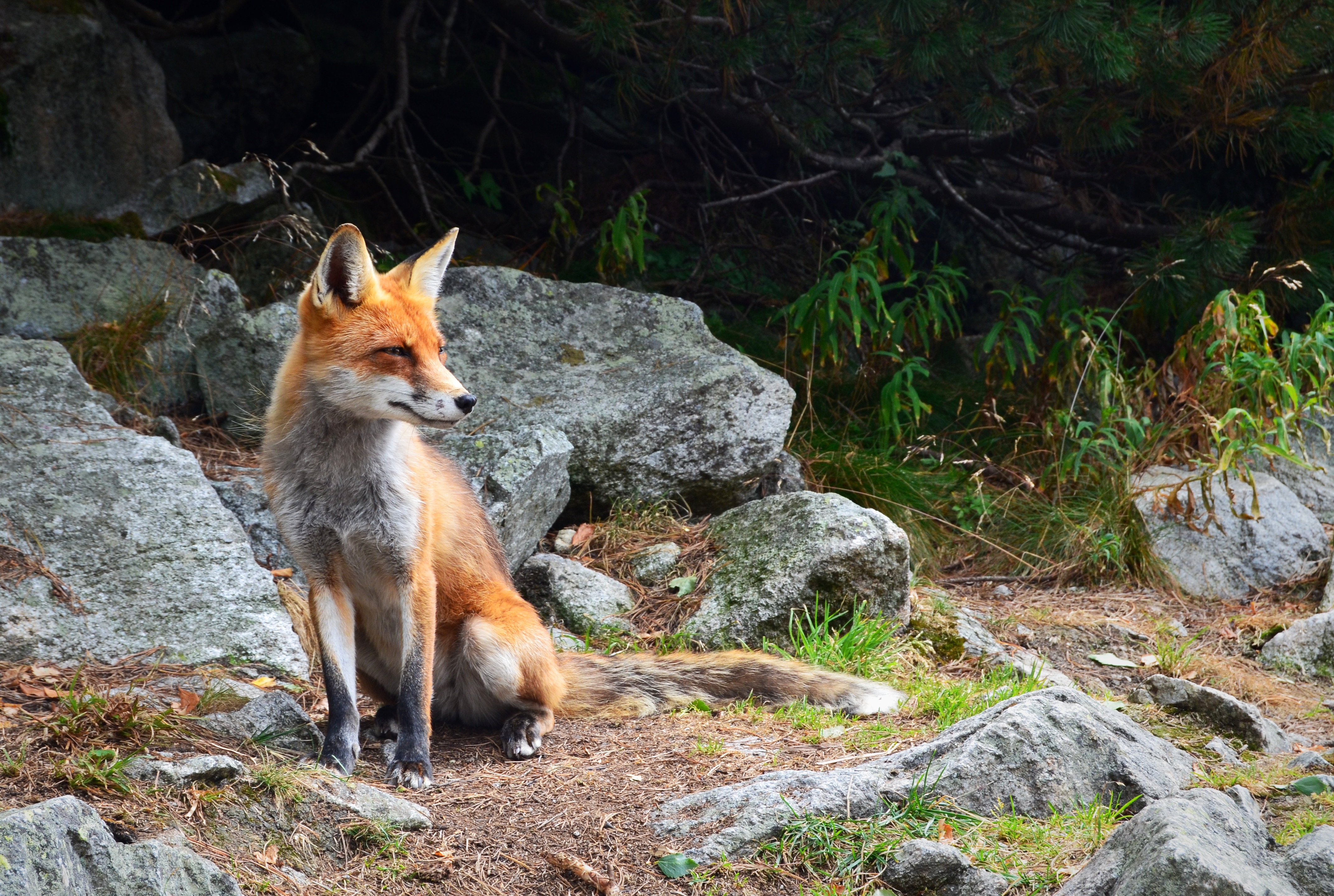 Featured image for “Jumping Foxes and Barking Dogs”